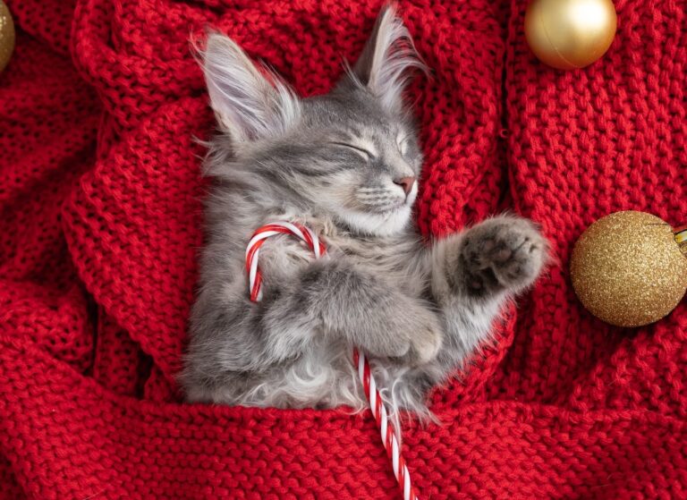 Kitten for christmas.